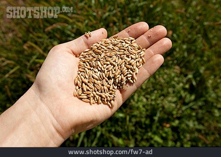 
                Getreide, Anbau, Prüfen, Weizenkorn                   