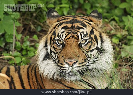 
                Tiger, Sumatra-tiger                   