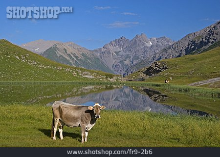 
                Kuh, Bergsee, Berglandschaft                   