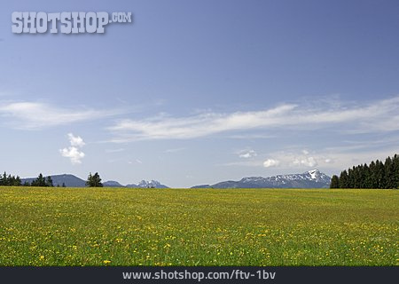 
                Blumenwiese, Chiemgauer Alpen                   