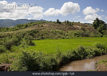 
                Landschaft, Reisfeld, Laos                   