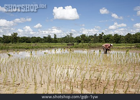 
                Reisanbau, Reisernte, Feldarbeiter                   