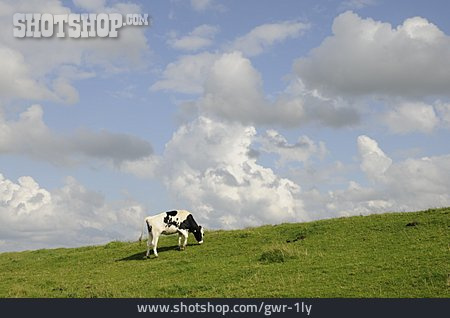 
                Kuh, Rind, Holsteinkuh, Hausrind                   