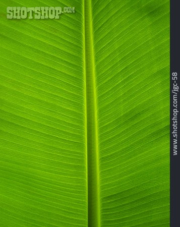 
                Blattstruktur, Bananenpflanze, Pflanzenblatt                   