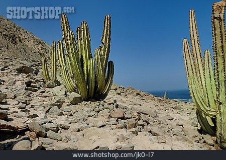 
                Kaktus, Steinwüste                   