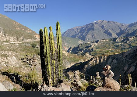 
                Anden, Peru, Colca Canyon                   