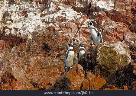 
                Humboldt-pinguin                   