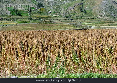 
                Getreidefeld, Quinoa                   