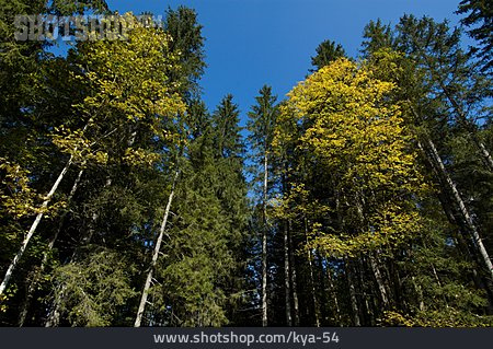 
                Wald, Mischwald, Bergwald                   