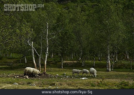 
                Schaf, Schafherde, Birkenwald                   