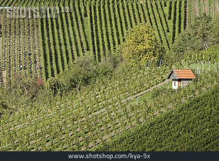 
                Weinbau, Weinberg                   