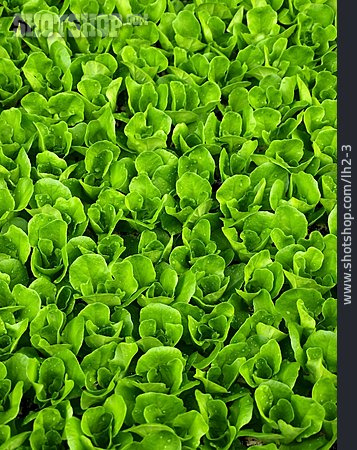 
                Salatanbau, Salatpflanze, Salatsetzling                   