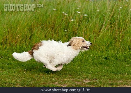 
                Bewegung & Geschwindigkeit, Parson-russell-terrier                   