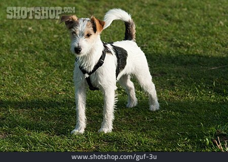 
                Parson-russell-terrier                   