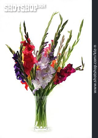 
                Blüte, Blumenstrauß, Gladiole                   