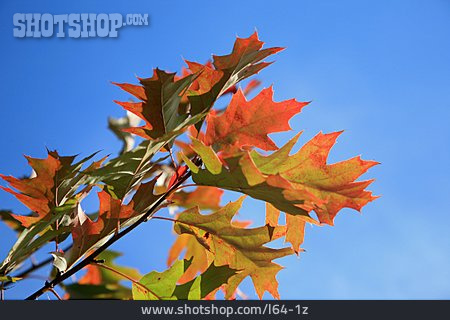 
                Herbstlaub, Herbstlich, Eiche, Eichenblatt                   