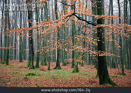 
                Herbst, Laubwald                   
