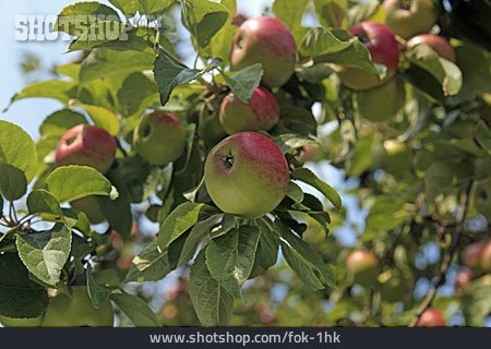 
                Apfelbaum                   