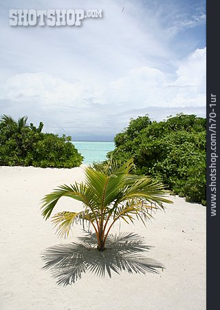 
                Palme, Malediven                   