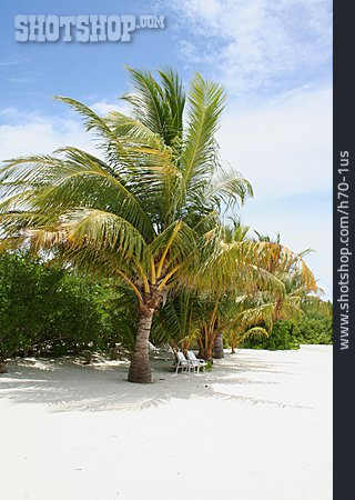 
                Palme, Strandliege, Malediven                   