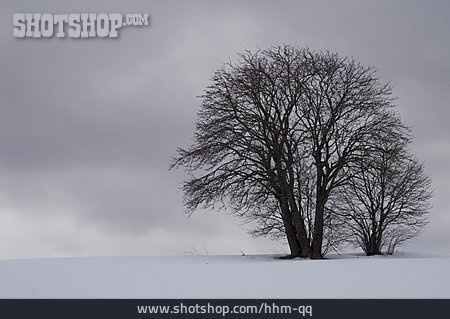 
                Baum, Winter, Diesig                   