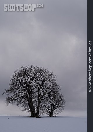 
                Baum, Winter, Diesig                   