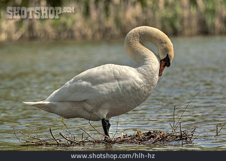 
                Schwan                   