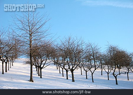 
                Winter, Obstbaum, Plantage                   