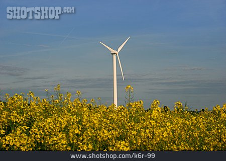 
                Rapsfeld, Windrad, Regenerative Energie                   