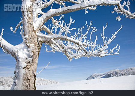 
                Baum, Winter, Verschneit                   
