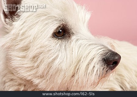
                Hund, West Highland White Terrier                   