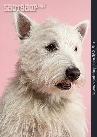 
                Hund, West Highland White Terrier                   