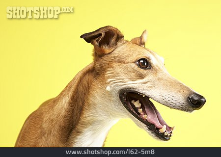 
                Hund, Greyhound                   
