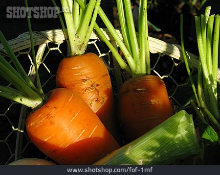 
                Gemüse, Karotte, Gemüseernte                   