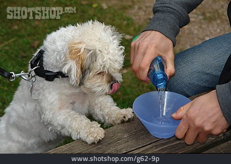
                Hund, Durstig                   