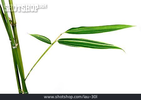 
                Pflanze, Bambus                   