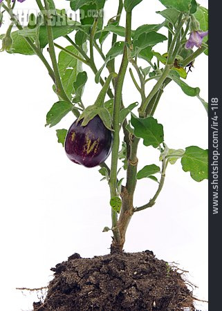 
                Aubergine, Auberginenpflanze                   