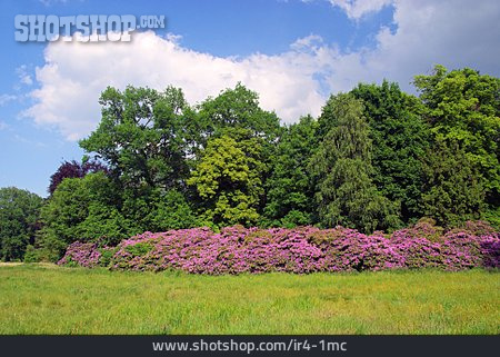 
                Landschaft, Rhododendron, Rhododendronstrauch                   