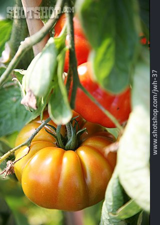 
                Tomatenpflanze, Tomatenzucht, Tomatenanbau                   