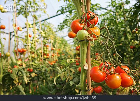 
                Anbau, Gemüseanbau, Tomatenzucht                   