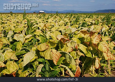
                Tabakpflanze, Tabakfeld, Tabakanbau                   