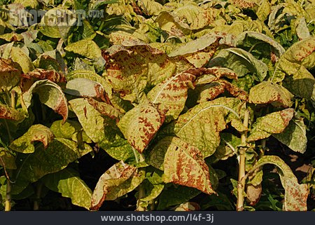 
                Tabakpflanze, Tabakanbau                   