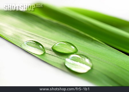 
                Wassertropfen, Bambusblatt                   