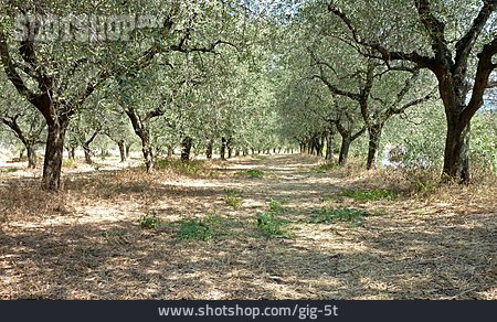 
                Olivenhain, Olivenplantage                   