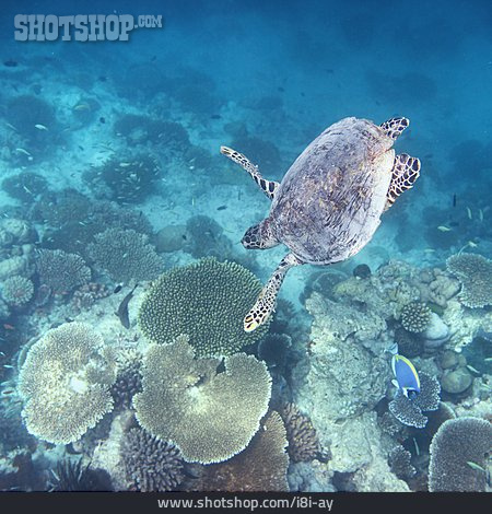 
                Meeresschildkröte                   