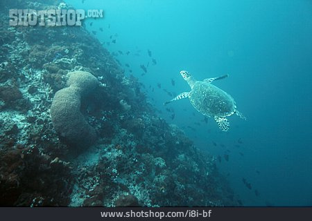 
                Meeresschildkröte                   