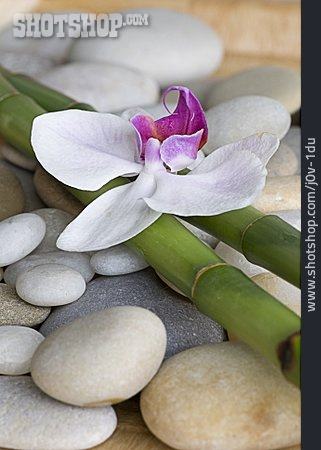 
                Kieselstein, Bambus, Orchideenblüte                   