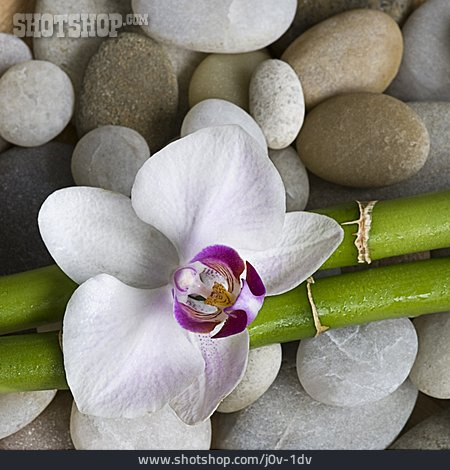 
                Kieselstein, Bambus, Orchideenblüte                   
