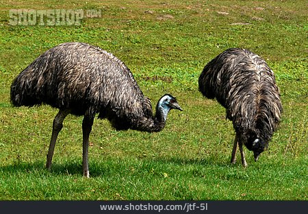 
                Emu, Laufvogel                   