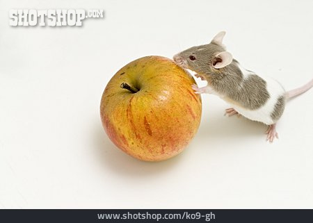 
                Maus, Apfel                   